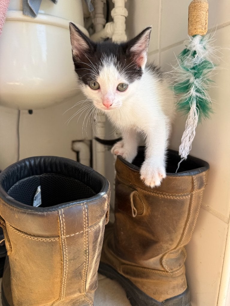 Lieve zwart witte kitten te koop (poesje), Dieren en Toebehoren, Katten en Kittens | Dekkaters, 0 tot 2 jaar