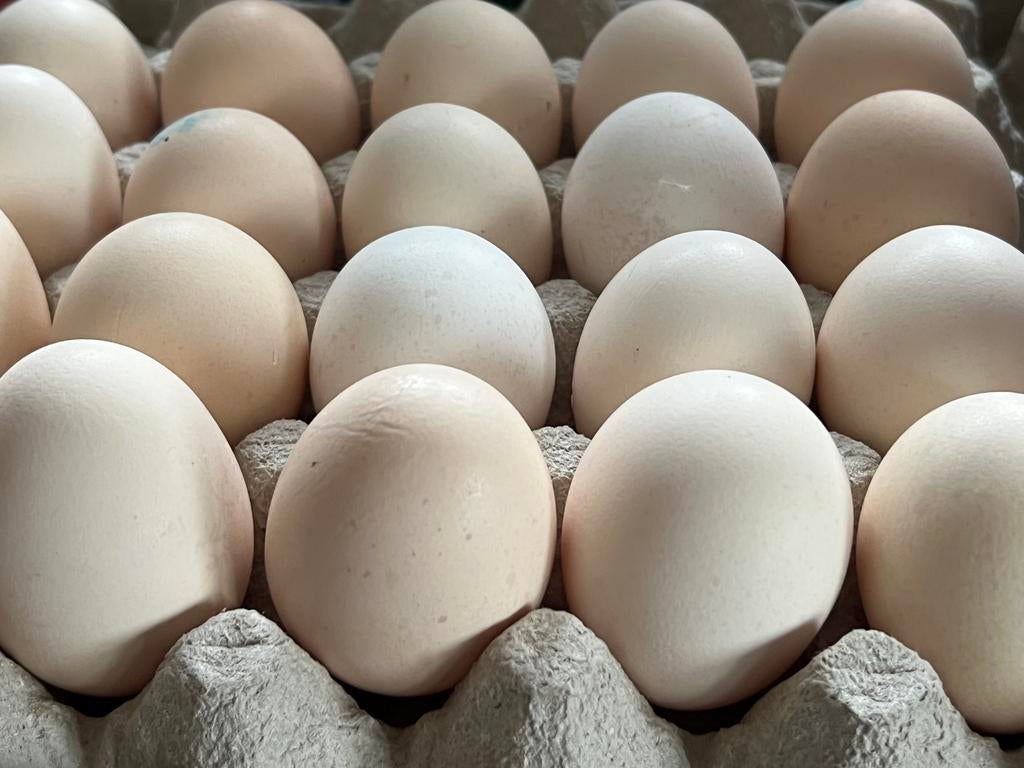 Broedeieren Ross 308, Dieren en Toebehoren, Pluimvee, Kip
