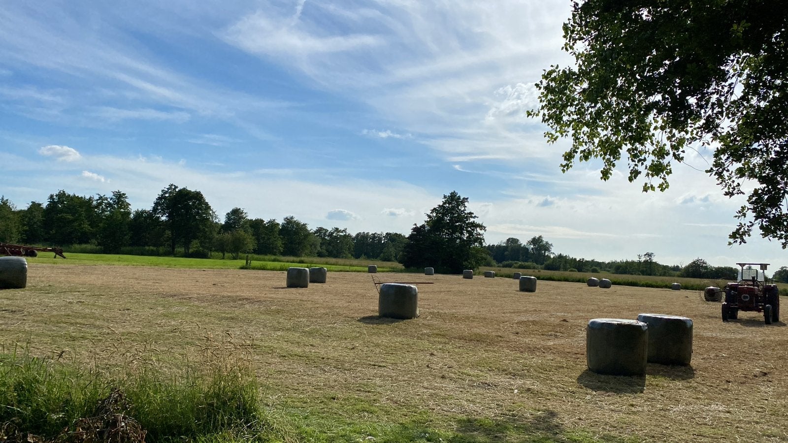 Midi hooibalen, Ophalen, Vee