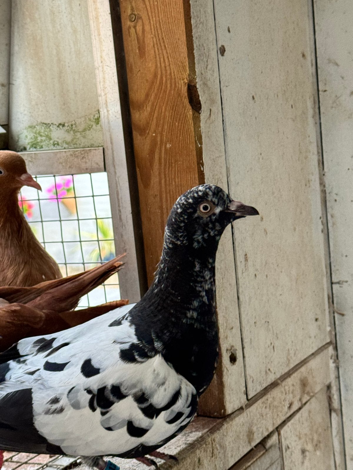Nederlandse hoogvlieger zwart, Dieren en Toebehoren, Vogels | Duiven, Mannelijk
