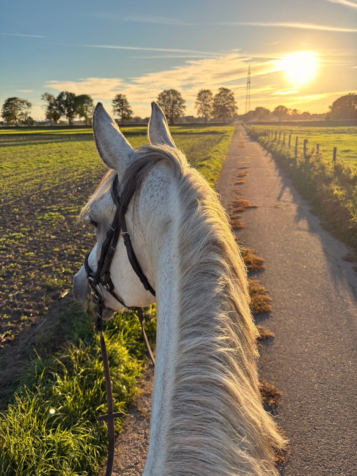 Rijnlander merrie, springgefokt, recreatiepaard, Merrie, Springpaard, Met stamboom, Zadelmak