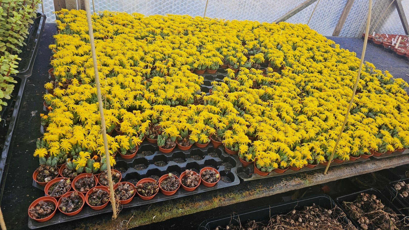 Bloeiende Conophytum bilobum - Unieke Succulent, Overige soorten, Volle zon, Vaste plant, Ophalen of Verzenden
