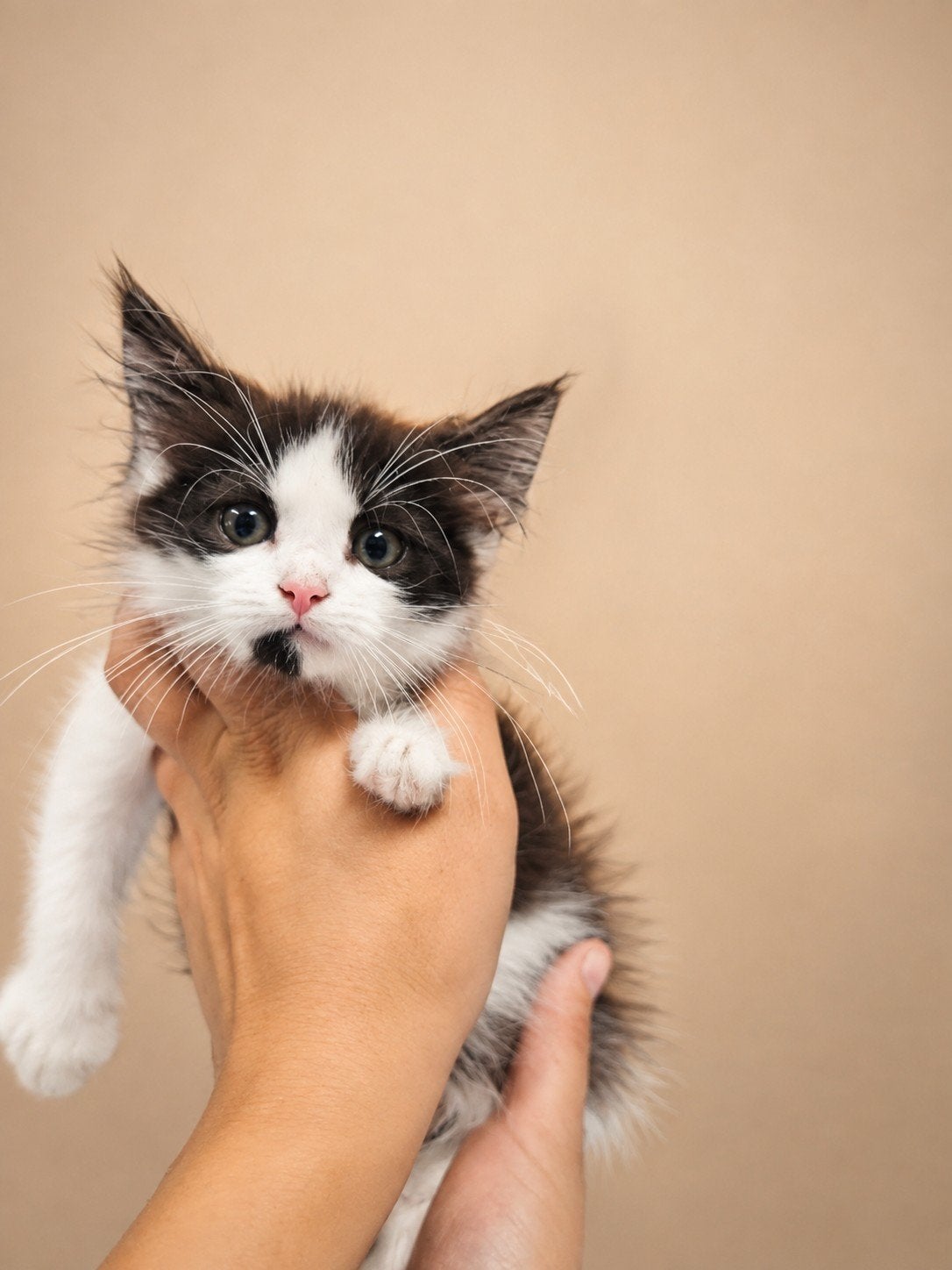 Ragdol kittens katertjes tekoop, Meerdere dieren, Langharig, 0 tot 2 jaar