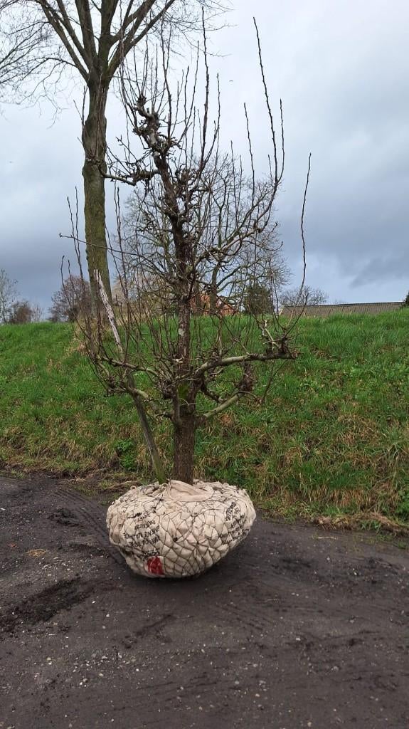 Conference handperen 53 jaar oud, Tuin en Terras, Planten | Fruitbomen, Ophalen, 100 tot 250 cm, Perenboom, Lente