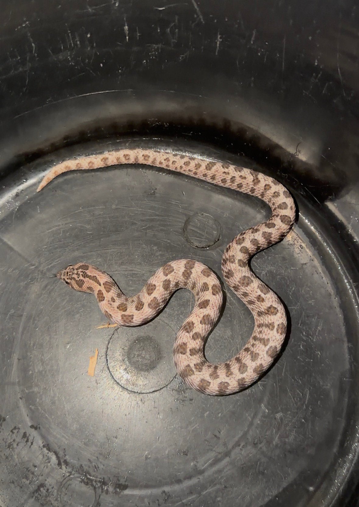 1.0 super arctic sable het albino, Dieren en Toebehoren, Slang, Tam, 0 tot 2 jaar