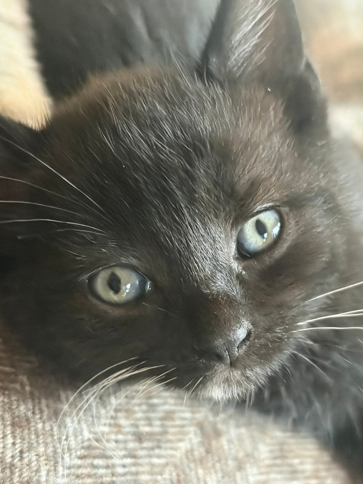 Kittens, Dieren en Toebehoren, Meerdere dieren