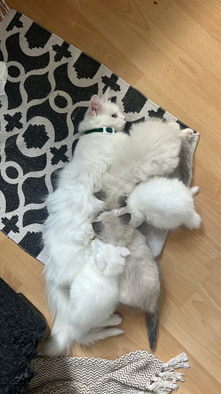 Lieve kittens zoeken een nieuw thuis, Meerdere dieren