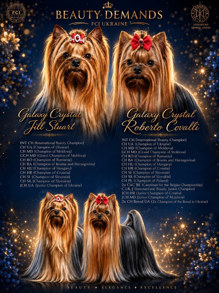 Portée "D" Yorkshire Terrier FCI - chiots, Dieren en Toebehoren, Honden | Jack Russells en Terriërs, 8 tot 15 weken, Buitenland