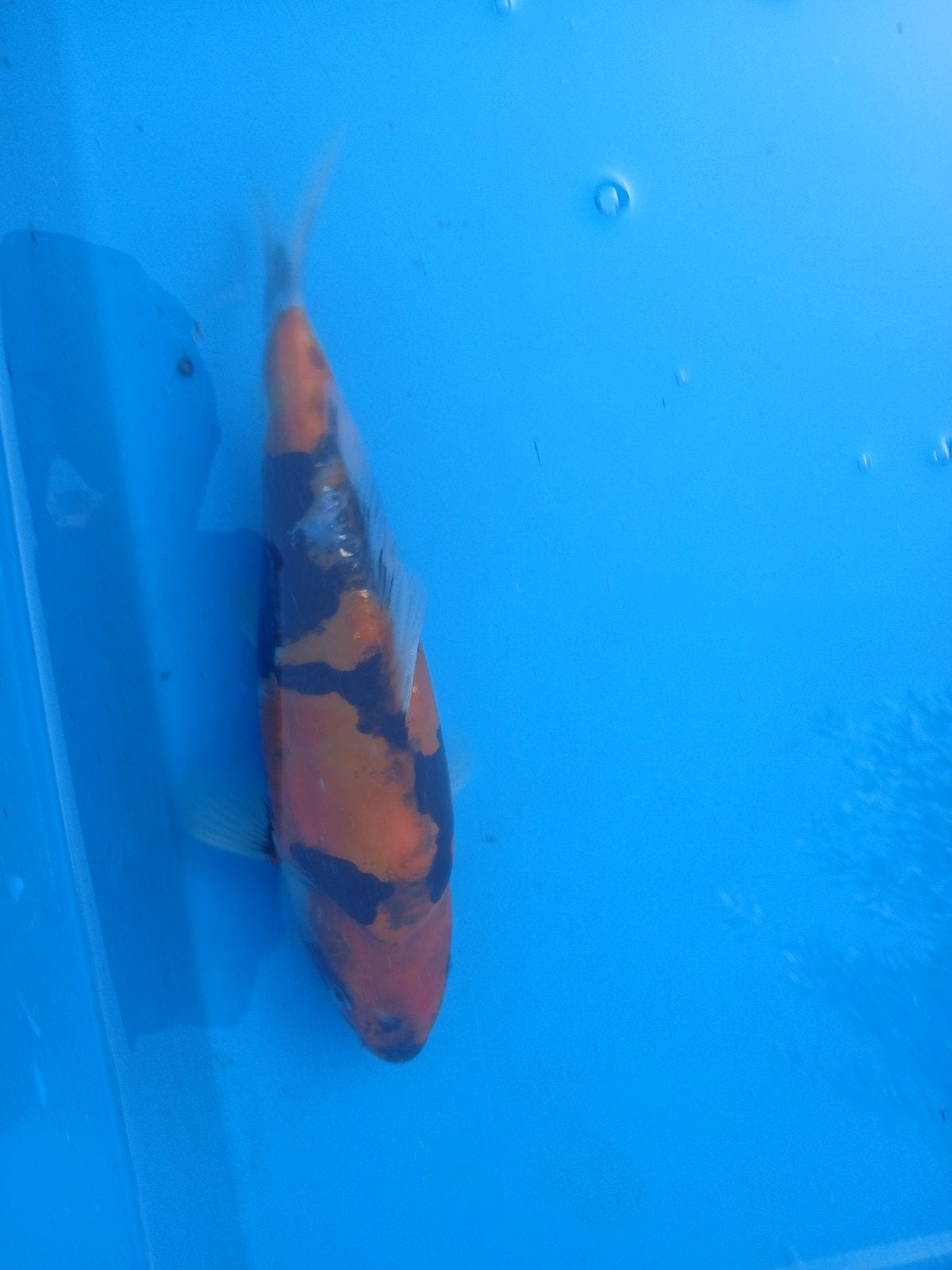 Doitshu showa, Karper of Koi