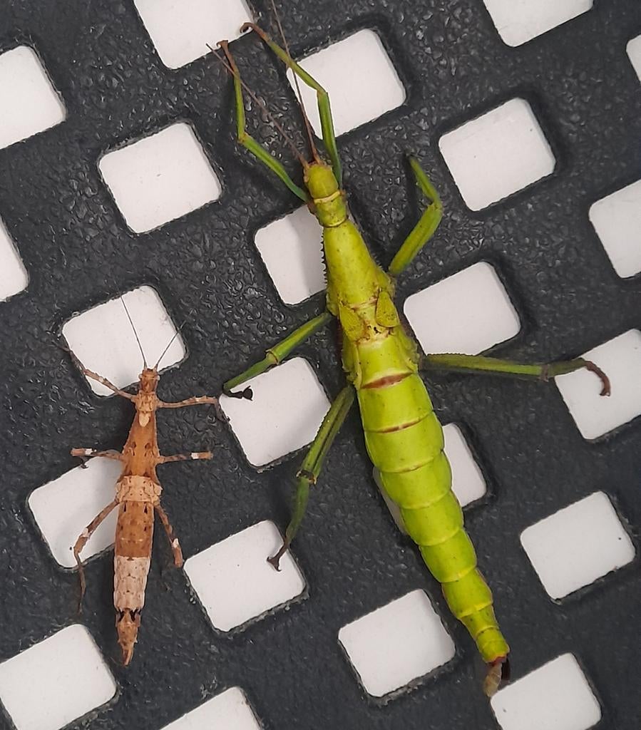 Grote groene wandelende takken Diapherodes Gigantea eitjes, Wandelende tak