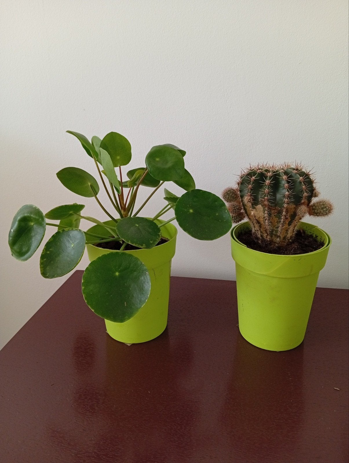 Pannenkoek plant, cactus, Ophalen of Verzenden, Cactus, Volle zon, Minder dan 100 cm