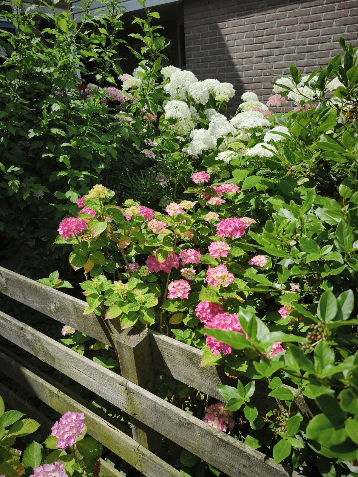 Grote roze hortensia, Ophalen, Overige soorten, Halfschaduw