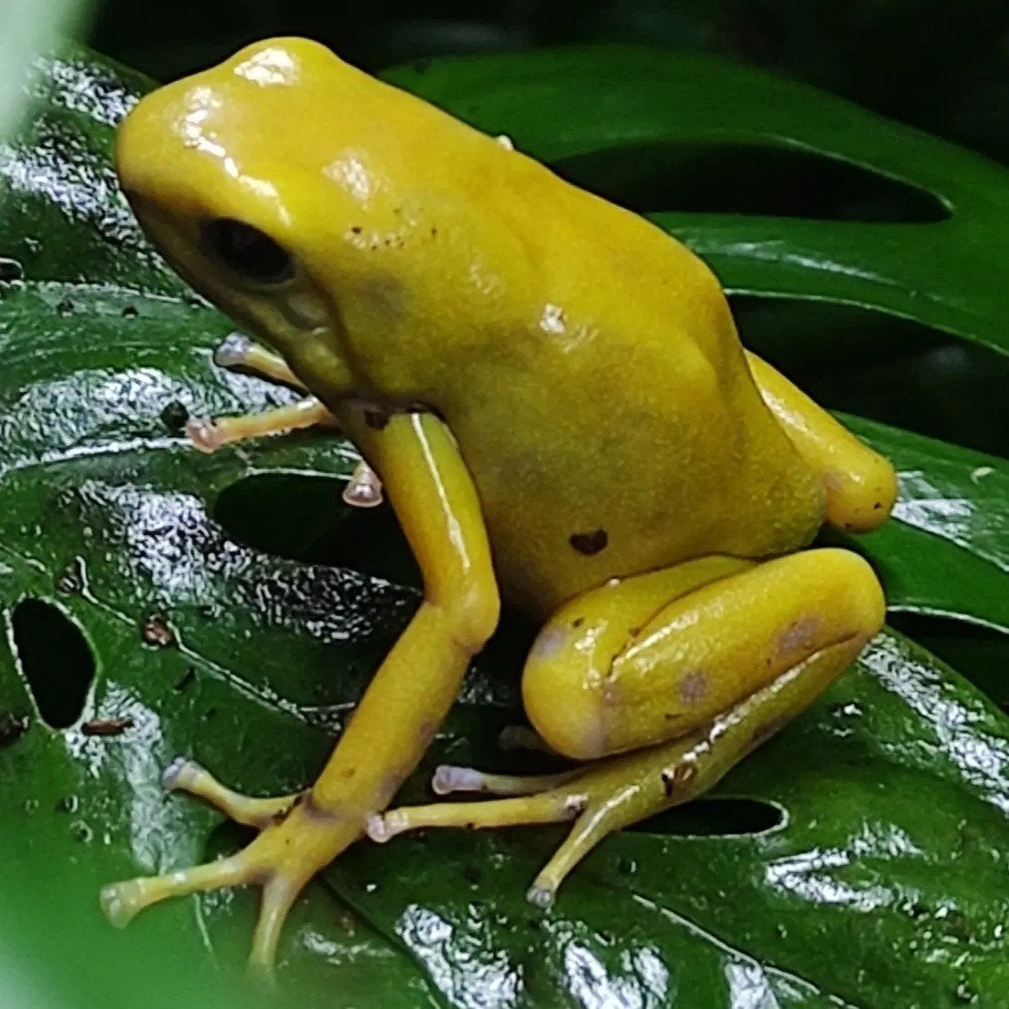 Dendrobates auratus 'El oro' Frog photo 2