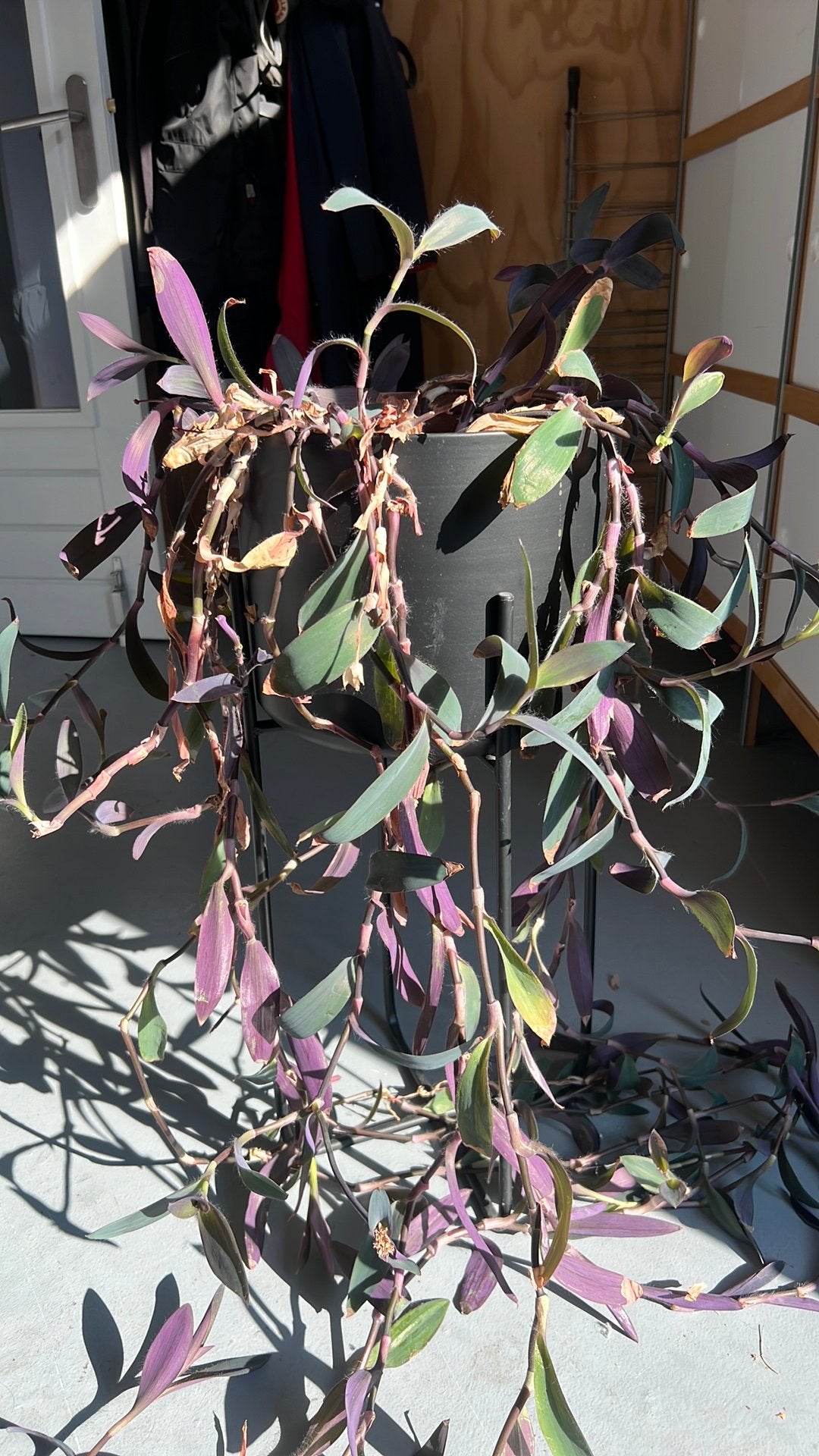 Mooie (hang) plant incl pot., Ophalen, Halfschaduw, Minder dan 100 cm