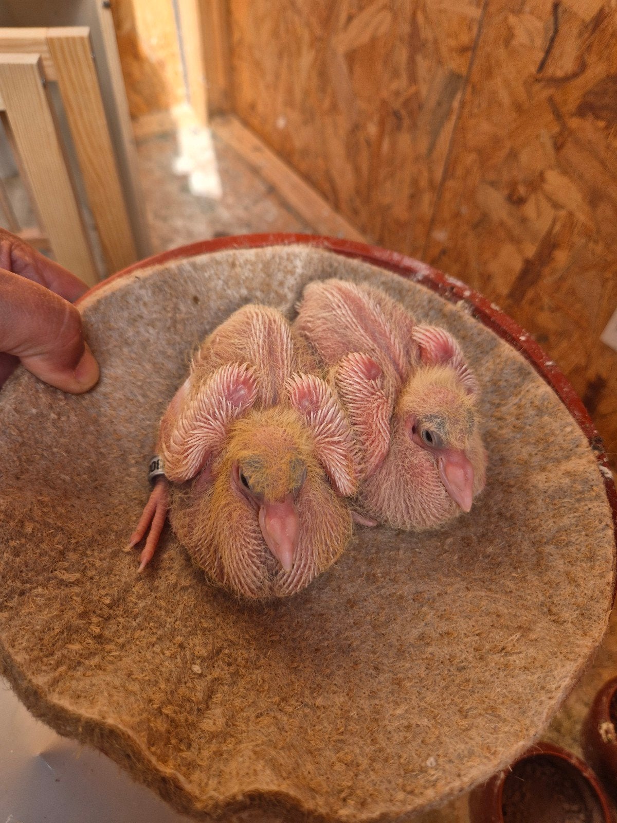 Te koop, Dieren en Toebehoren, Vogels | Duiven, Meerdere dieren, Postduif