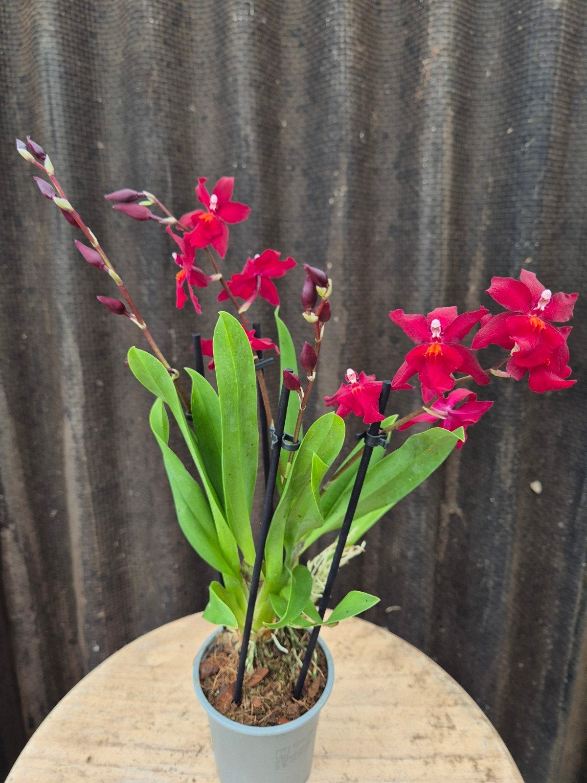 Orchidee p9 (10), Ophalen of Verzenden, Minder dan 100 cm