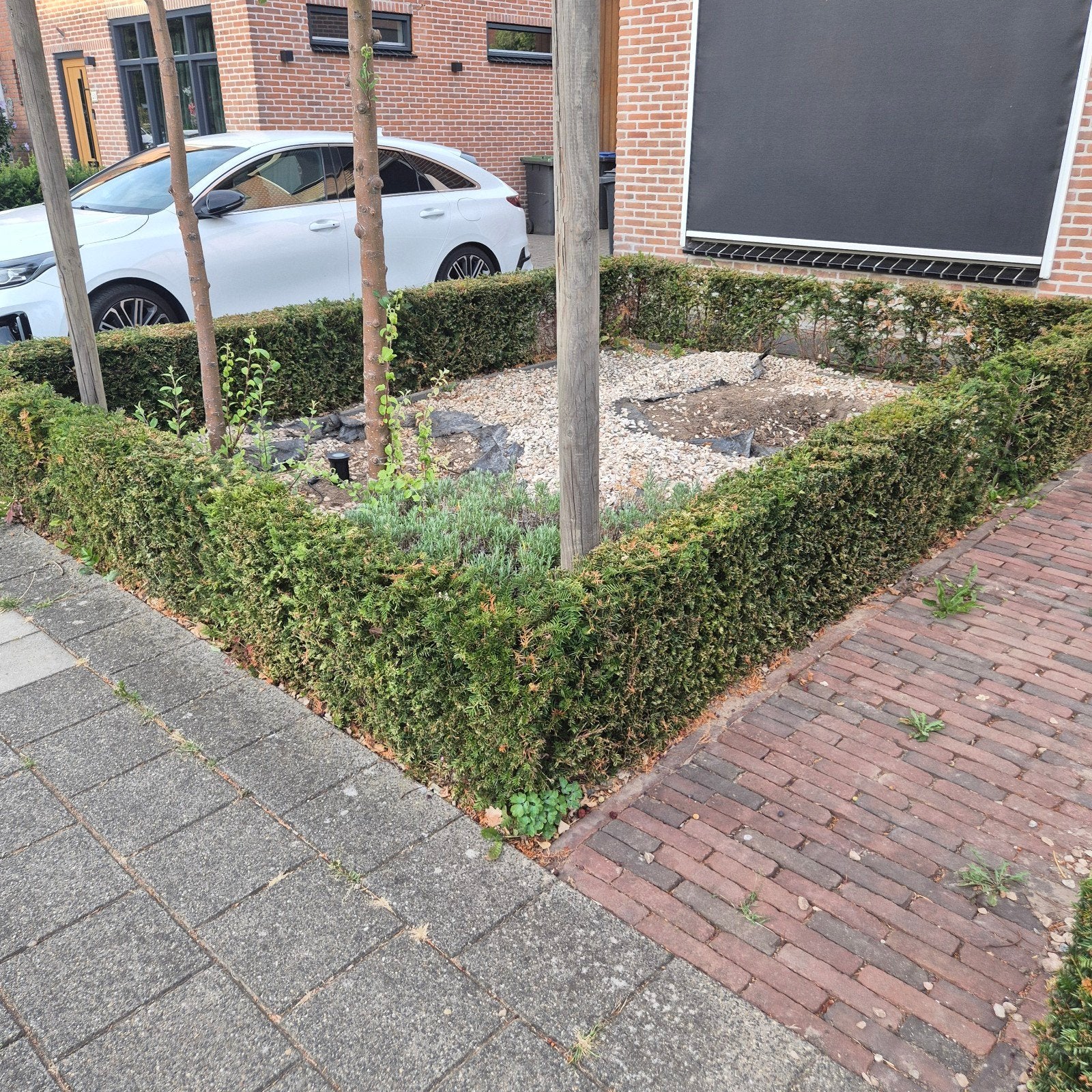 T.E.A.B Taxus haagplanten - Ideaal voor een dichte haag, Ophalen, Taxus, Haag, Minder dan 100 cm