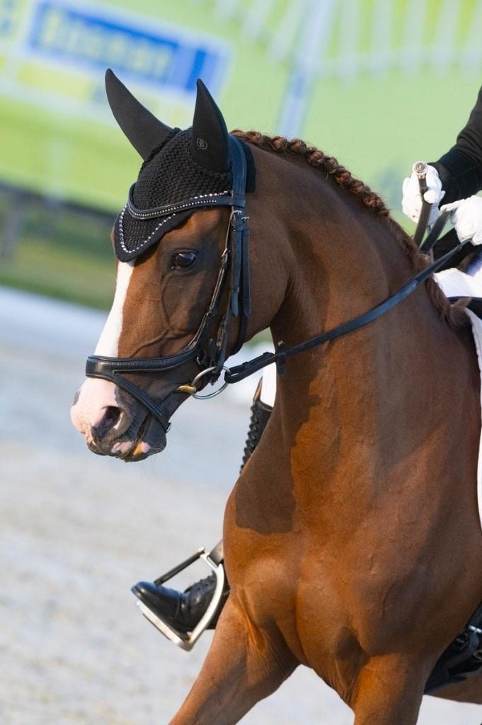 Lieve D- pony merrie, Dieren en Toebehoren, Pony's, Merrie, Met stamboom, Dressuurpony, M