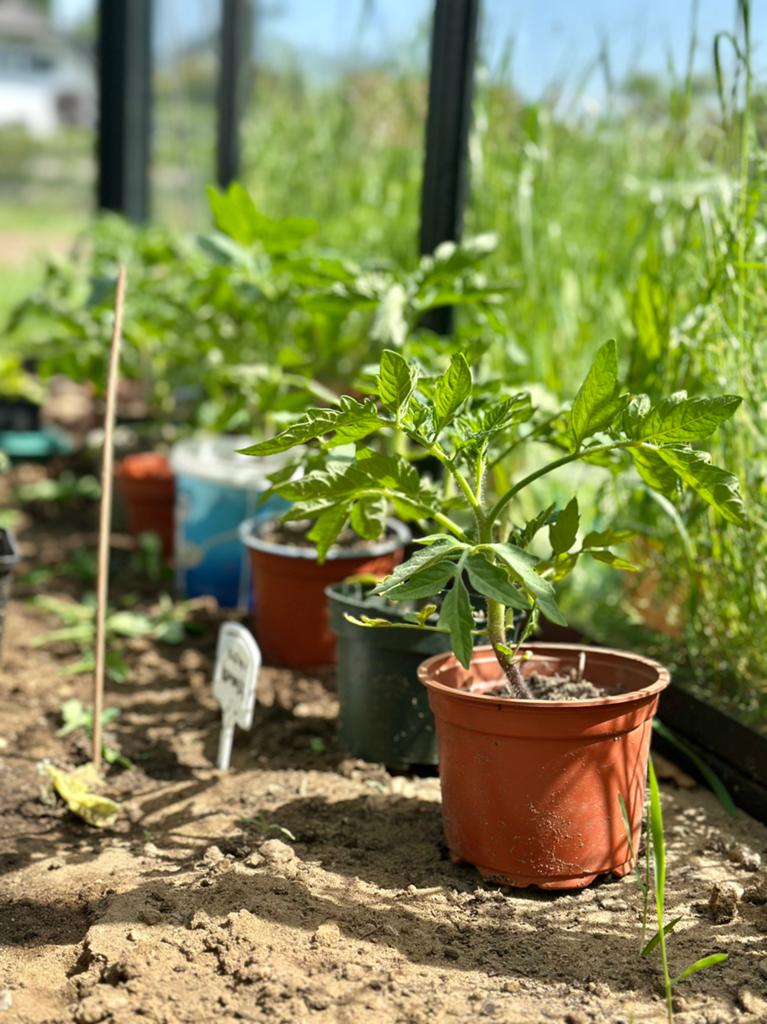 Biologische Tomatenplantjes - gratis af te halen, Tuin en Terras, Planten | Fruitbomen, Ophalen, Minder dan 100 cm, Overige soorten