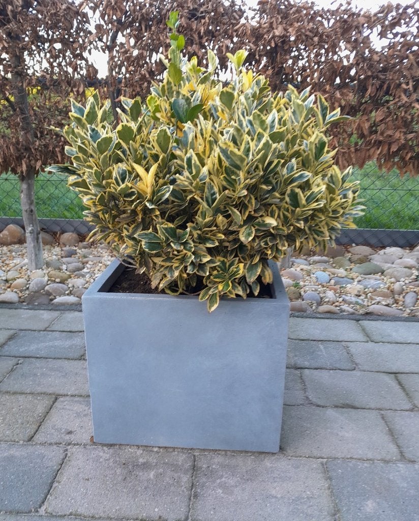 Euonymus -Kardinaalsmuts plant, Ophalen, Overige soorten, Volle zon