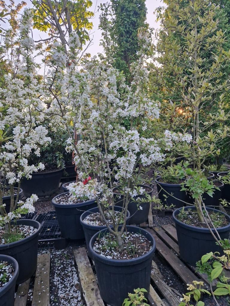 Malus Evereste Sierstruik - Prachtige Bloesem en Vruchten, Volle zon, Vaste plant, Lente, Ophalen