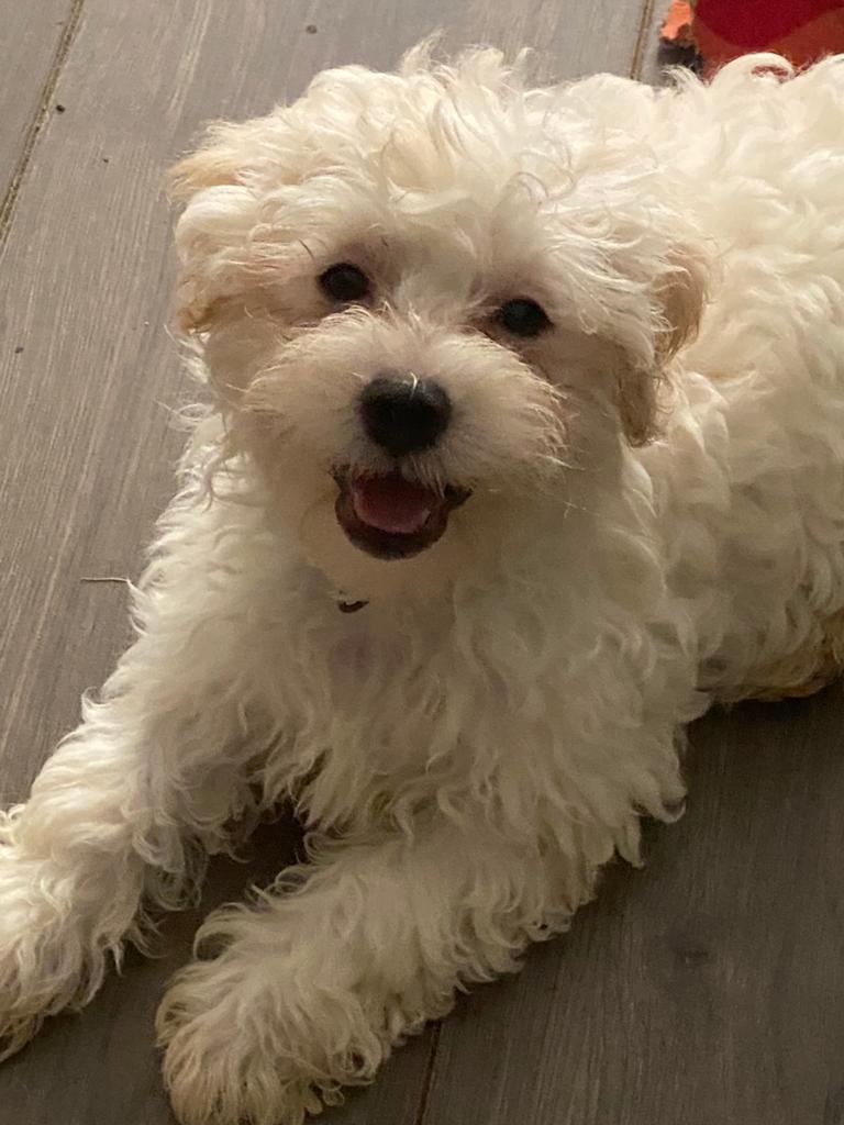 Maltipoo puppy, Parvo, Overige rassen, 8 tot 15 weken, Meerdere