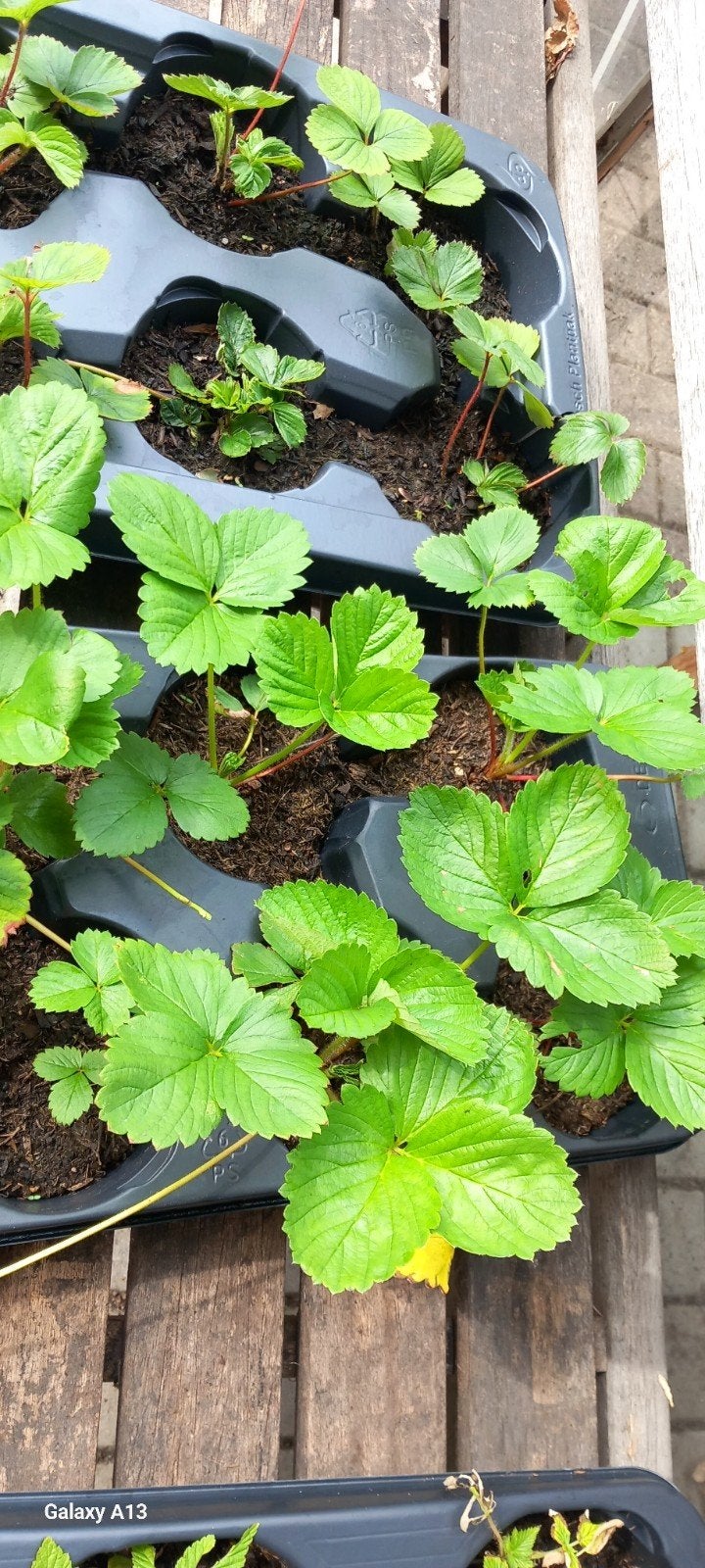 Aardbeiplantjes - Vers en klaar om te planten!, Tuin en Terras, Ophalen, Volle zon
