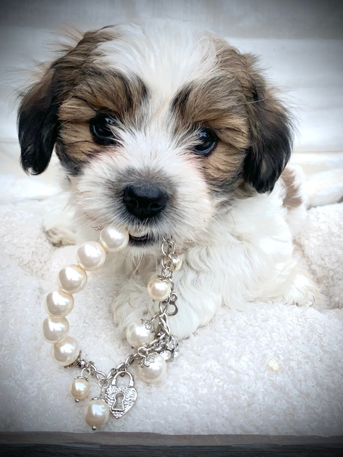 Shih- tzu  /Boomer pups klein type., Parvo, Overige rassen, 8 tot 15 weken, Meerdere