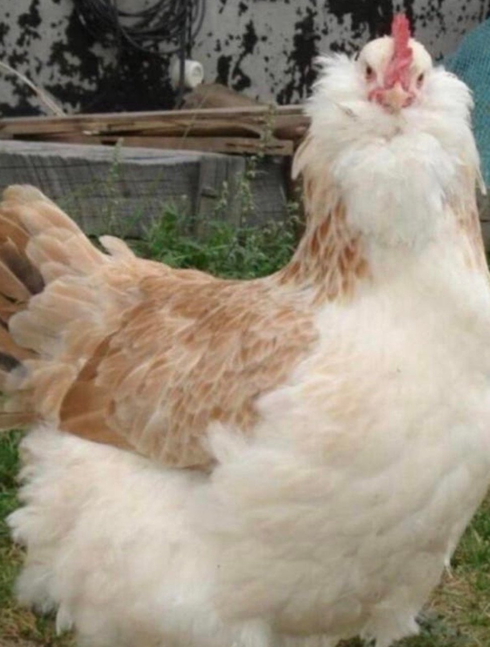 Faverolles zalmkleurige 2 hennen en een haan, Meerdere dieren, Kip