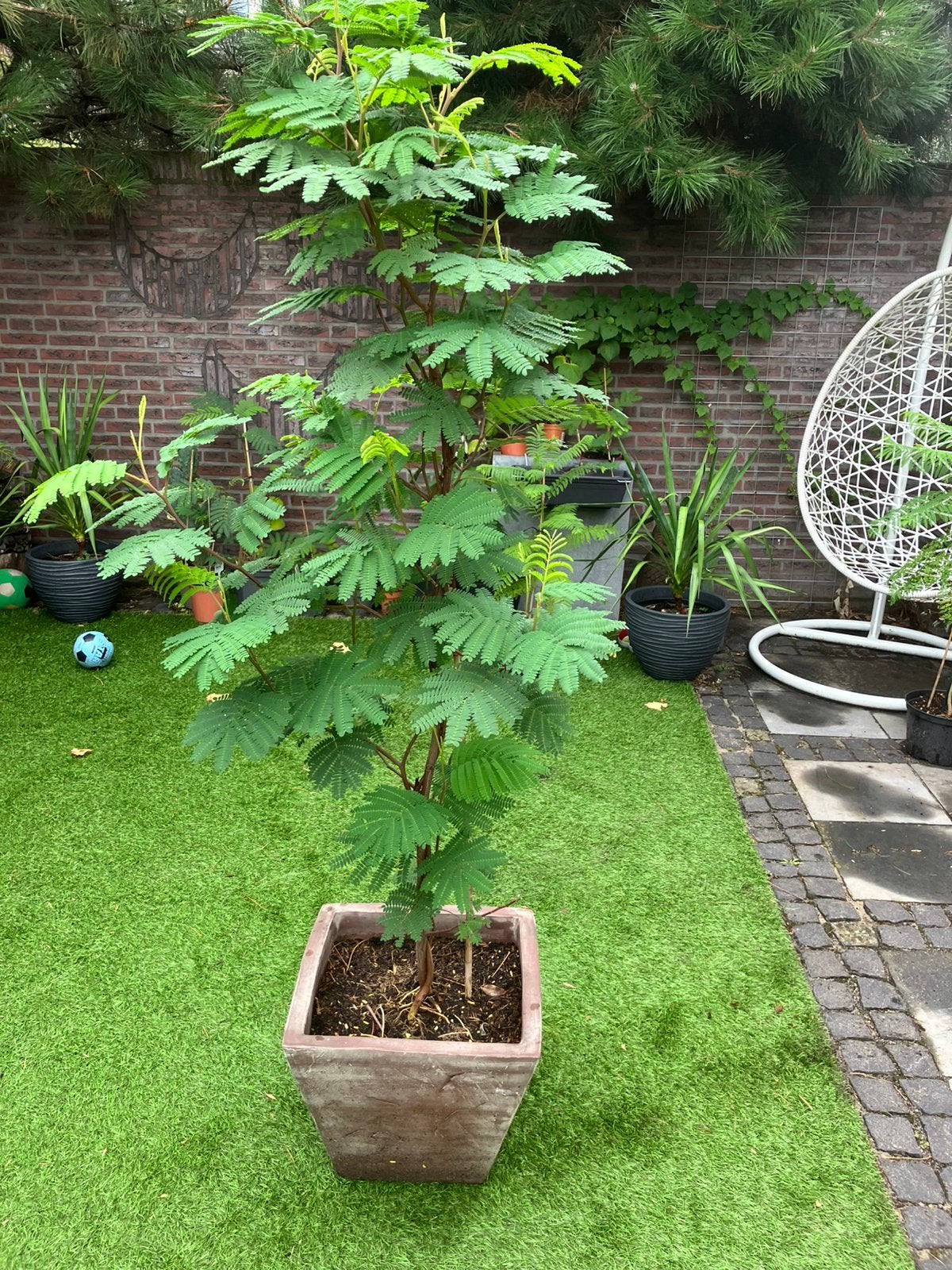 Albizia lophanta Slaapboom uniek, Tuin en Terras, Overige soorten, 100 tot 250 cm, Zomer, Ophalen