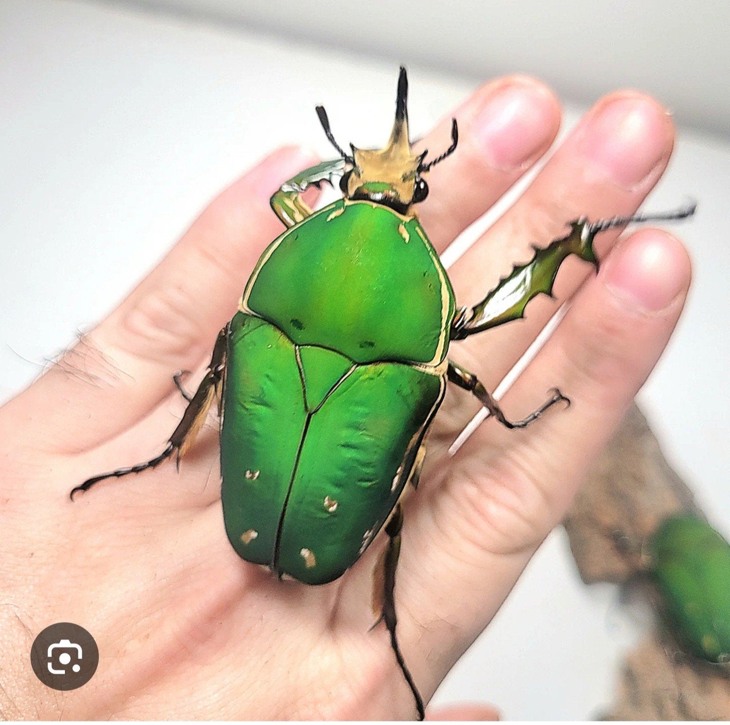 Mecynorhina torquata immaculicollis, Dieren en Toebehoren, Overige soorten