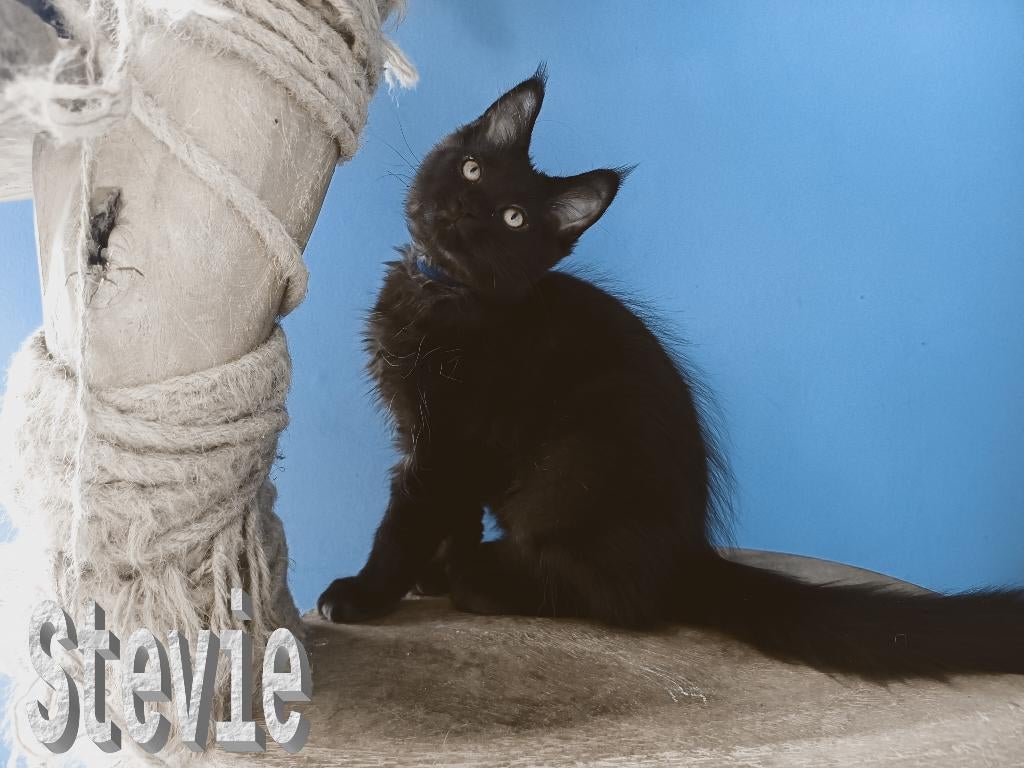 Mooie Maine Coon kittens met stamboom, Meerdere dieren, Met stamboom, 0 tot 2 jaar
