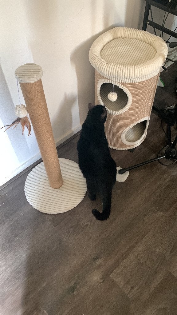 Lieve kat zoekt permanent huis., Kater, Gechipt, 3 tot 5 jaar