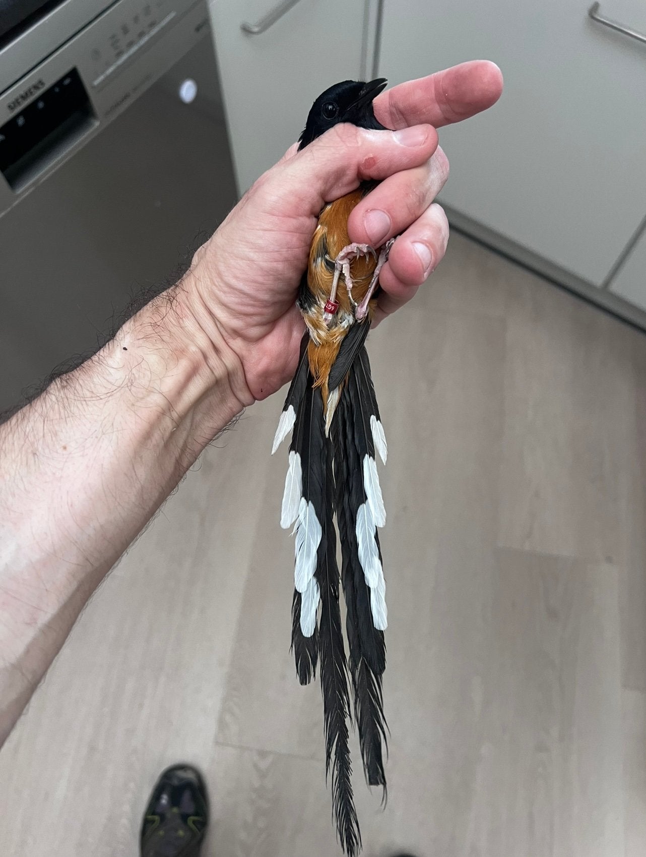 Schamalijster 2024 lange staart geringd zit buiten, Dieren en Toebehoren, Mannelijk, Tropenvogel, Geringd