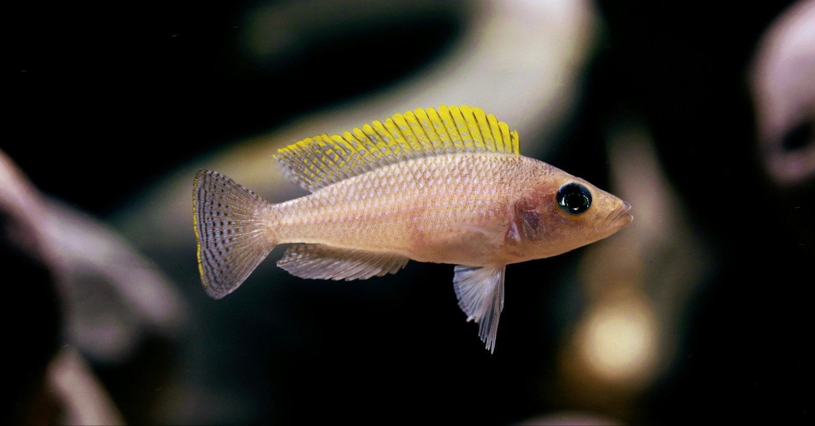 Neolamprologus Caudopunctatus koppel., Dieren en Toebehoren, Vis