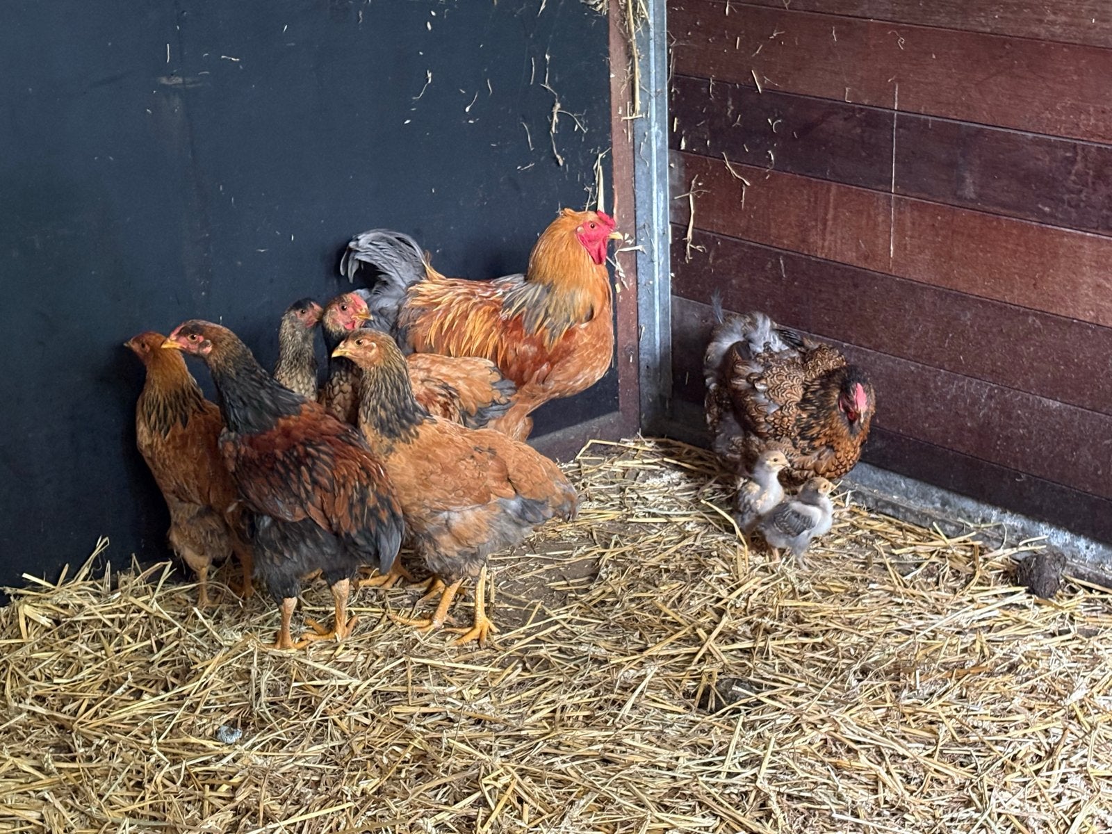 Brahma hen en haan en diverse kuikens, Dieren en Toebehoren, Meerdere dieren, Kip