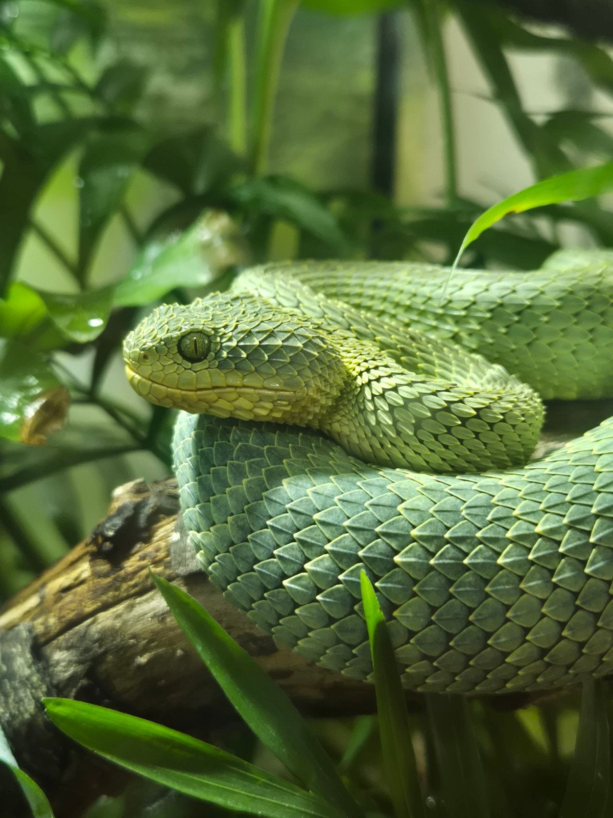 atheris squamigera., Dieren en Toebehoren, Reptielen en Amfibieën, Slang, 3 tot 6 jaar