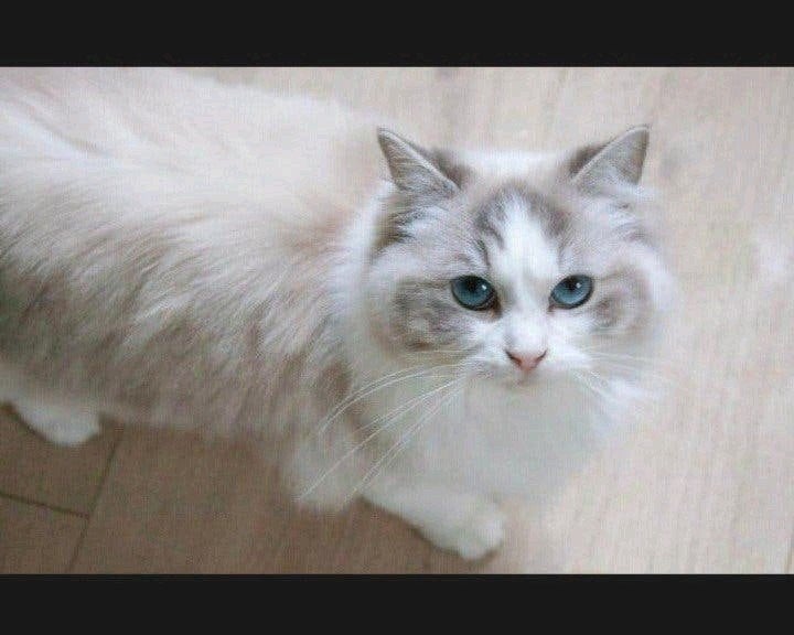 Ragdoll poes – stamboom & fokrecht - Blue tabby bicolour, Poes