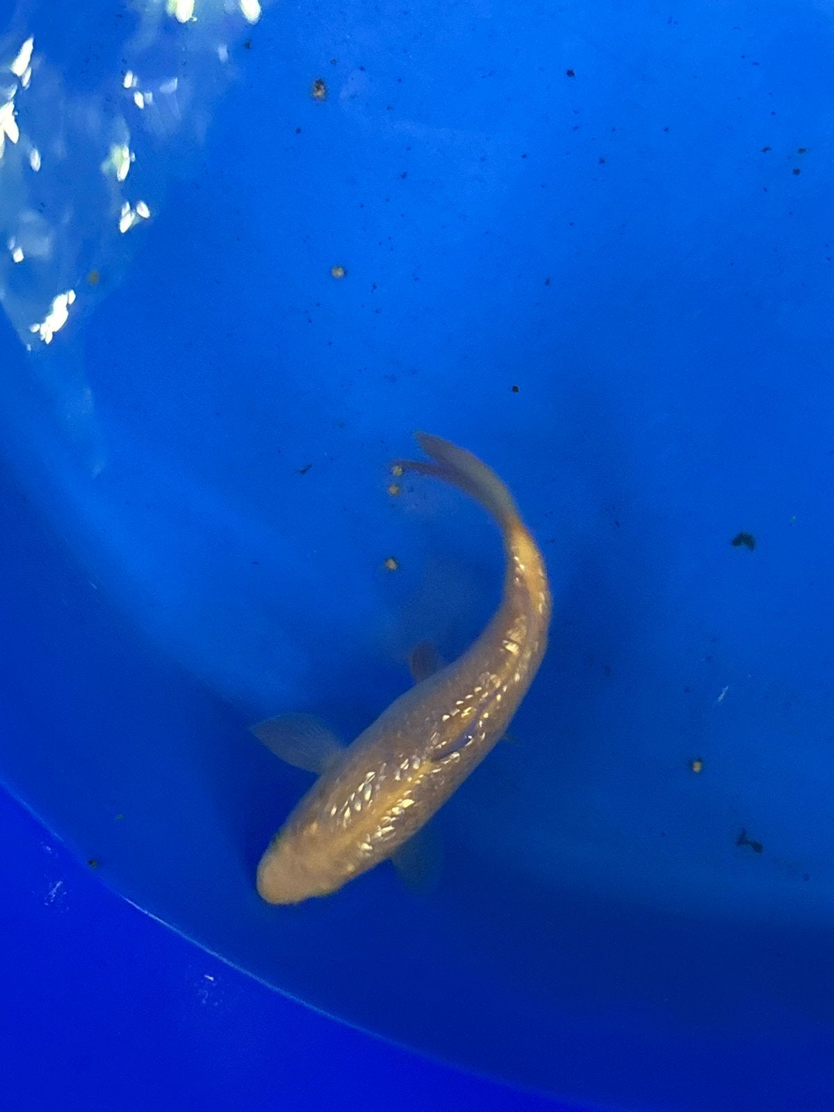 Ginrin chagoi japanse koi koikarper vijver vis vissen karper, Dieren en Toebehoren, Vissen | Vijvervissen, Karper of Koi