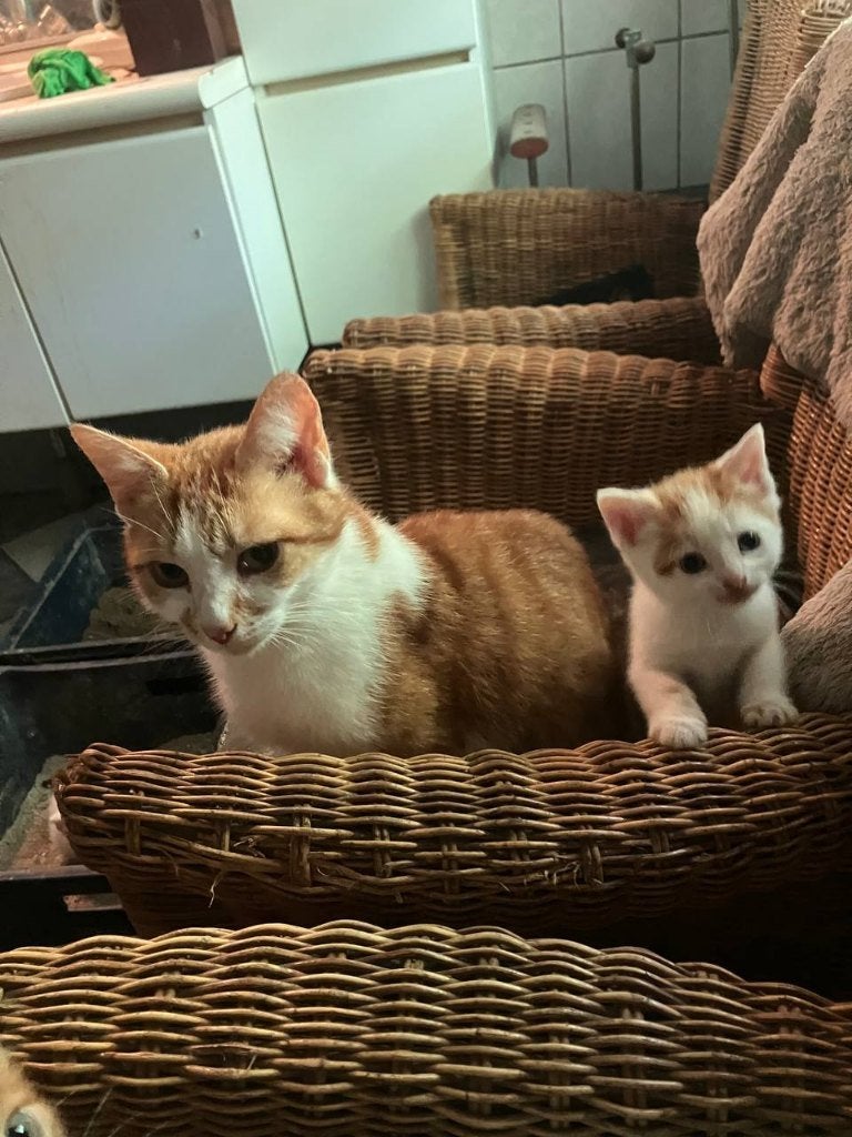 muizenvangers boerderij kittens rood/lapjes, Meerdere dieren, Kortharig, 0 tot 2 jaar