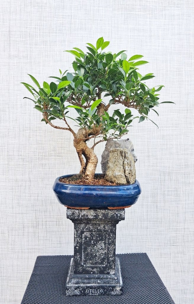 Bonsai Ficus Jubara, In pot, Minder dan 100 cm, Bonsai, Groene kamerplant