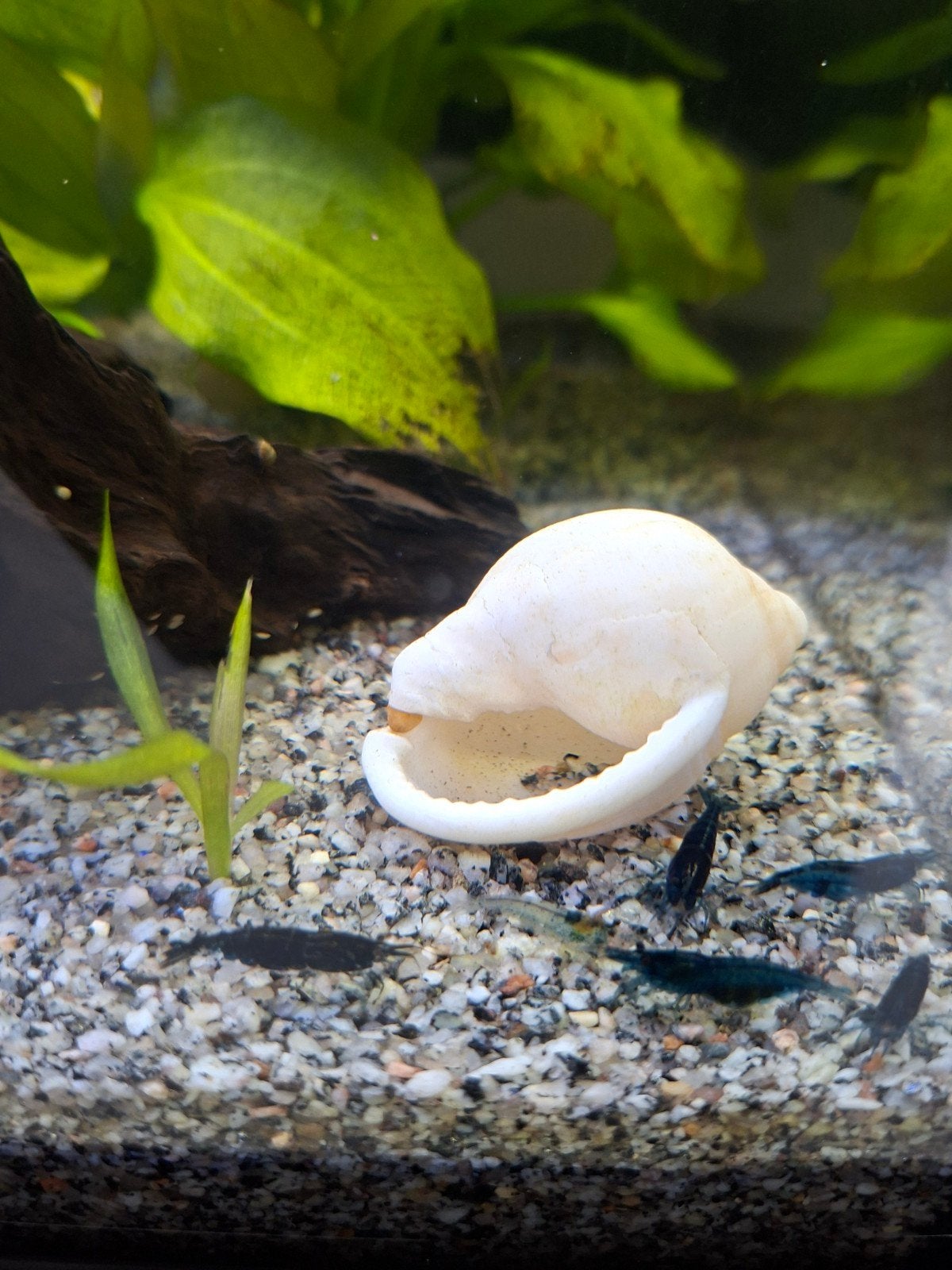 Blauwe neocaridina garnalen (blue velvet), Dieren en Toebehoren, Kreeft, Krab of Garnaal, Zoetwatervis