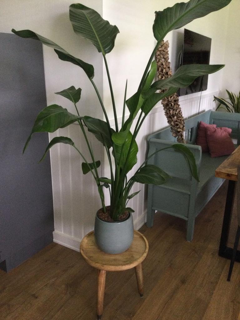Mooie Stelizia Grote Plant, Ophalen of Verzenden, Halfschaduw, Minder dan 100 cm