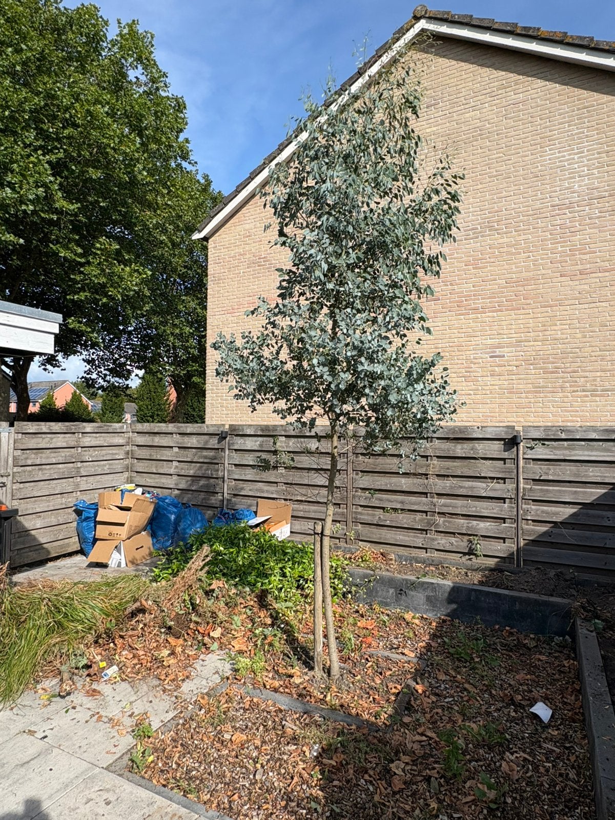 Eucalyptus Gunnii – Grote Eucalyptusboom 3–4 meter, Ophalen, Volle zon, Overige soorten, 250 tot 400 cm