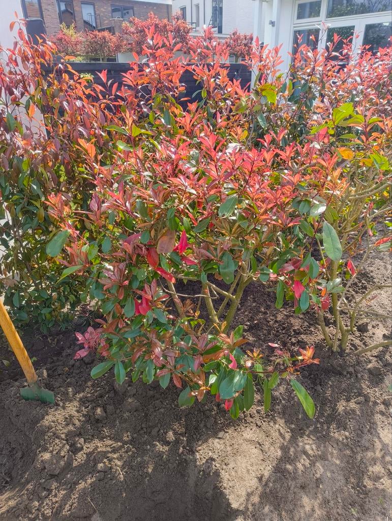 Red Robin (Glansmispel) struiken 8 jaar oud, Ophalen, Overige soorten, 100 tot 250 cm