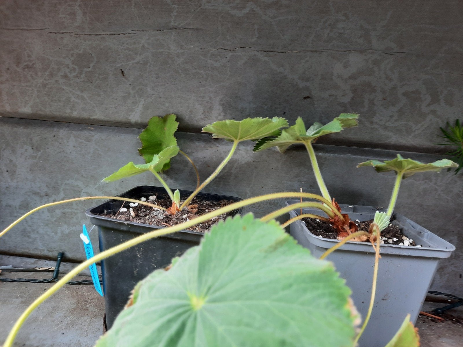 Vrouwenmantel, Tuin en Terras, Planten | Tuinplanten, Ophalen, Overige soorten, Volle zon