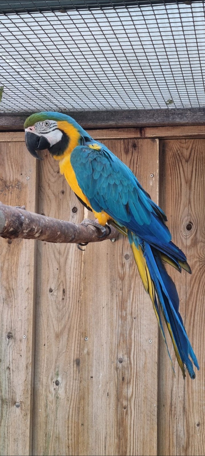 Blauwe  gele ara 2016, Dieren en Toebehoren, Vrouwelijk, Papegaai, Pratend