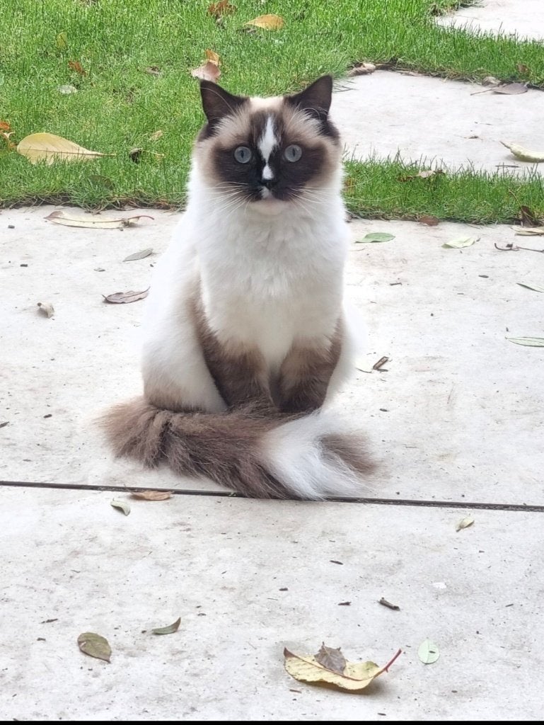Ragdoll fokpoes met stamboom & fokrecht, Dieren en Toebehoren, Poes, Met stamboom, 3 tot 5 jaar