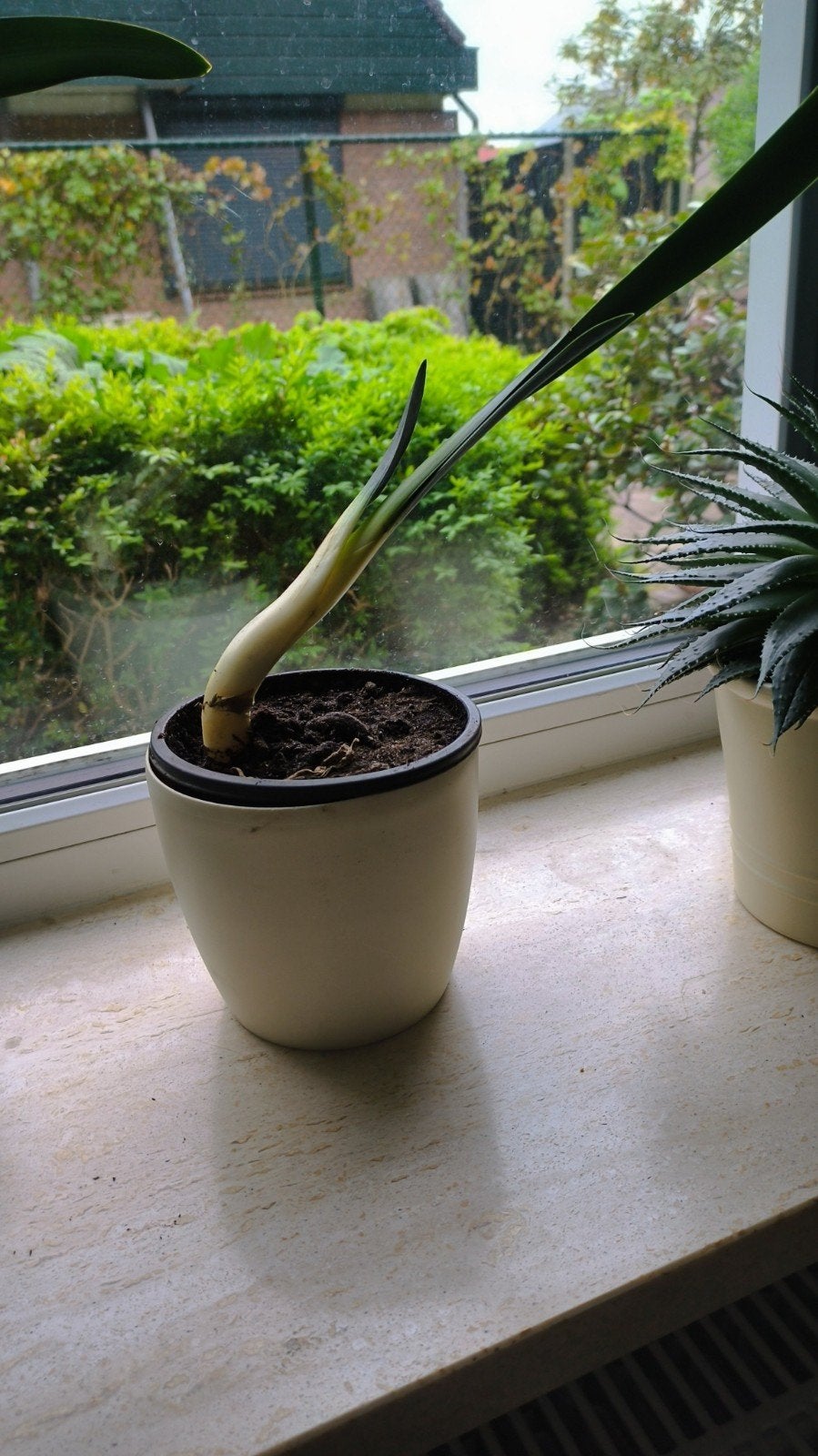 Planten en stekjes gezocht voor zieke vrouw in Zevenbergen, Ophalen