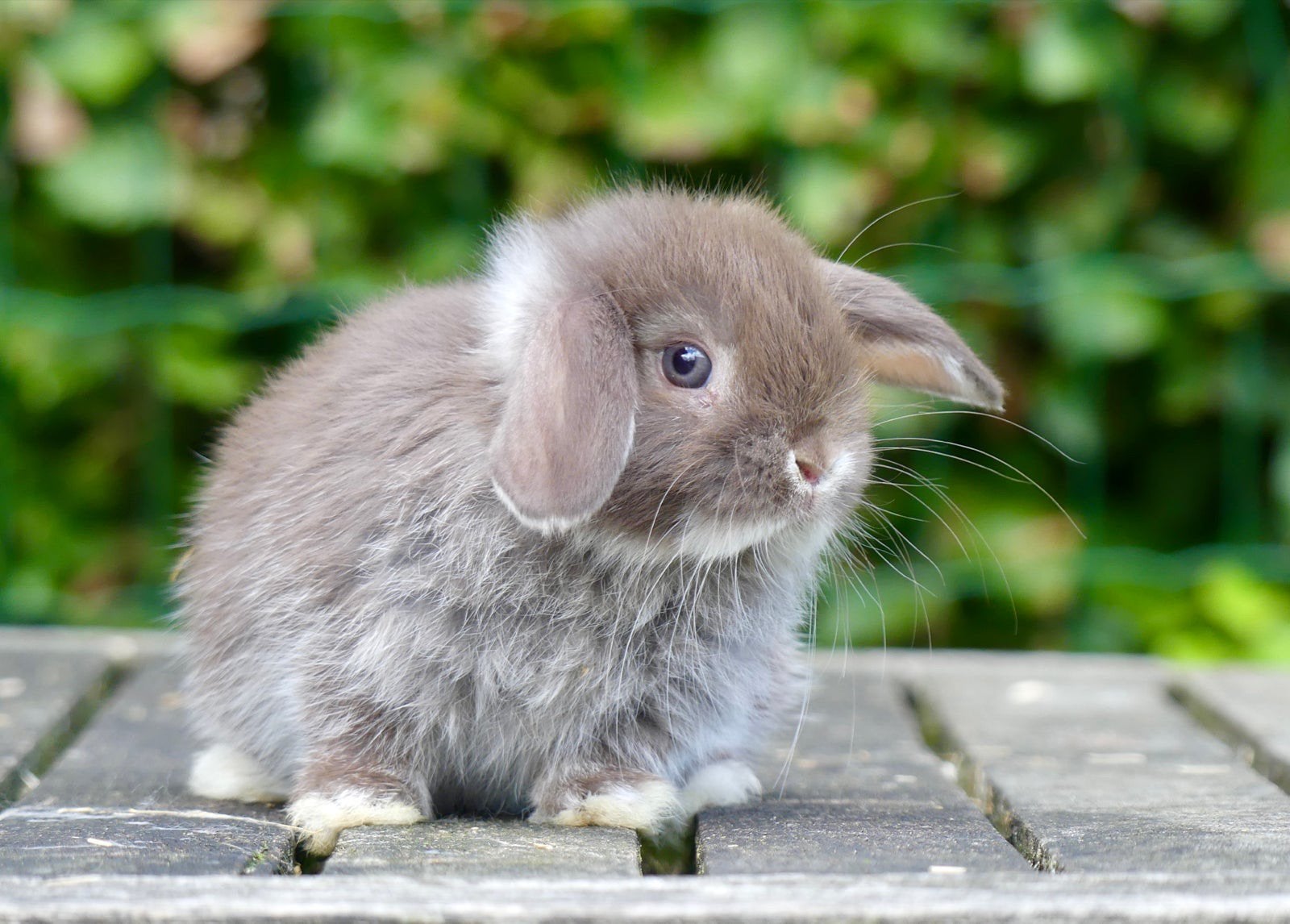 Mooi koppeltje Nederlandse hangoordwerg konijntjes!, Meerdere dieren, Dwerg, Hangoor, 0 tot 2 jaar